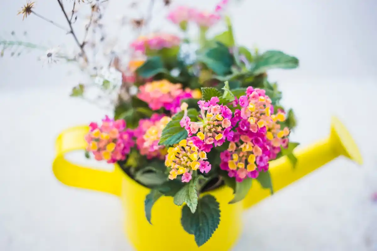 colorful flower garden backyard