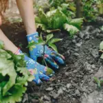 vegetable garden Czech Republic planting spring
