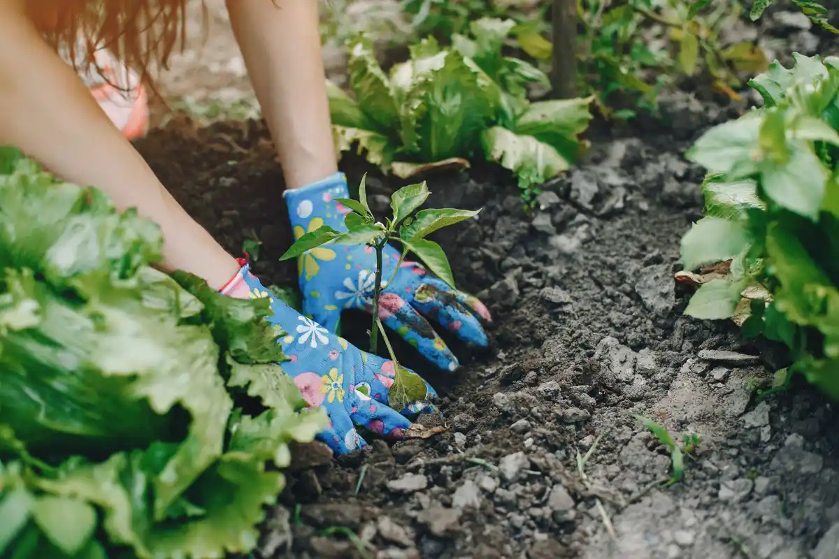 vegetable garden Czech Republic planting spring