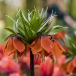 flower garden Czech Republic backyard colorful flowers