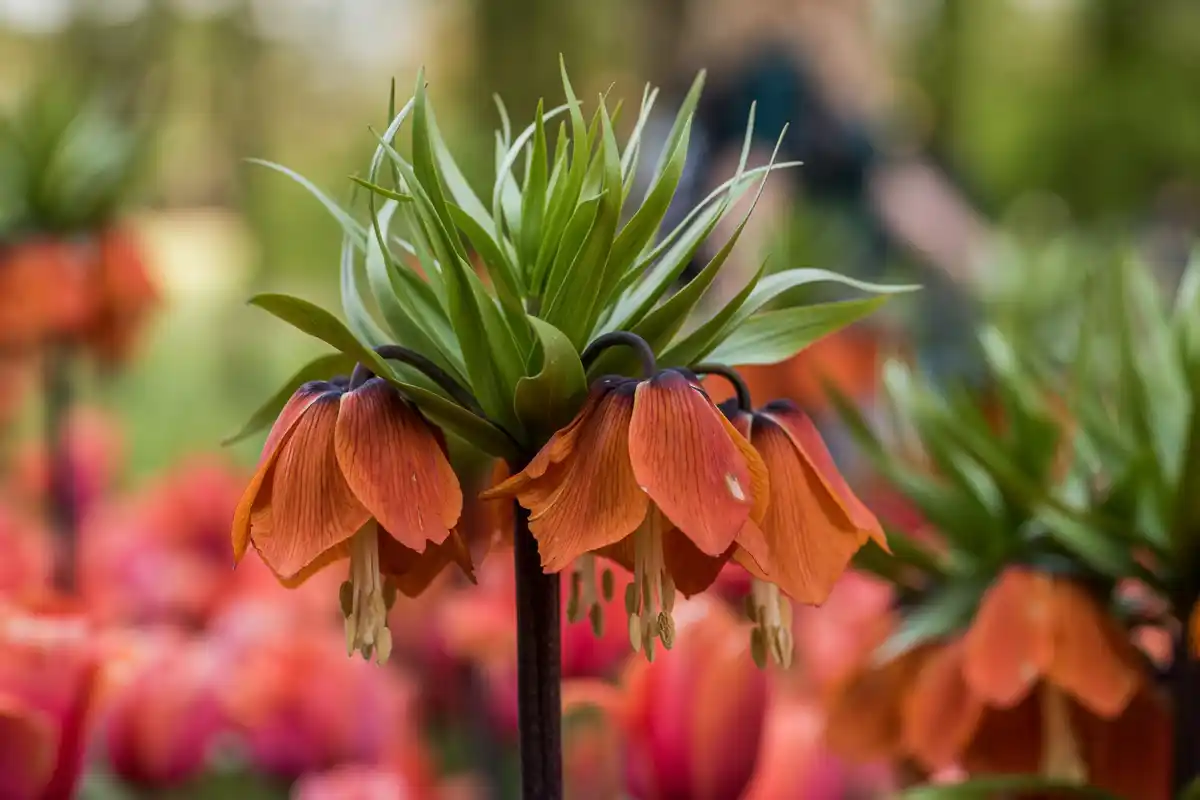 flower garden Czech Republic backyard colorful flowers