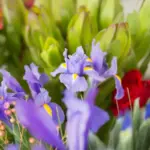 colorful flower garden in Czech Republic