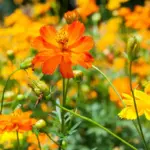 summer flower garden blooming