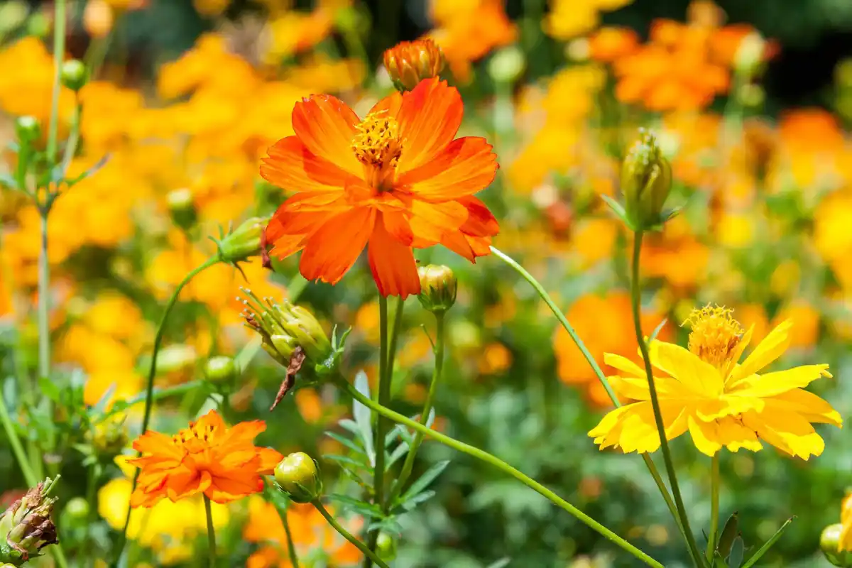 summer flower garden blooming