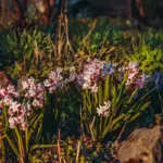 beautiful decorative garden flower beds Czech Republic