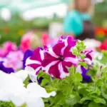 colorful flower garden beds
