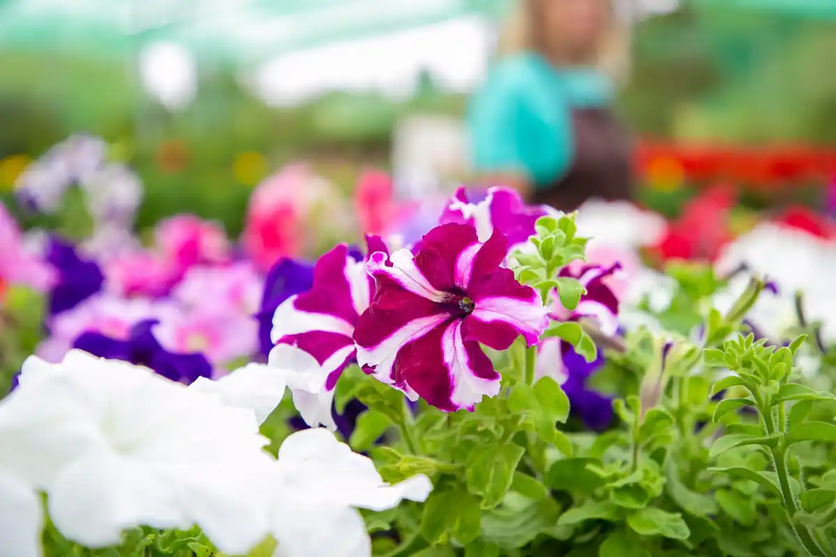 colorful flower garden beds