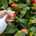 natural pest control garden plants Czech Republic