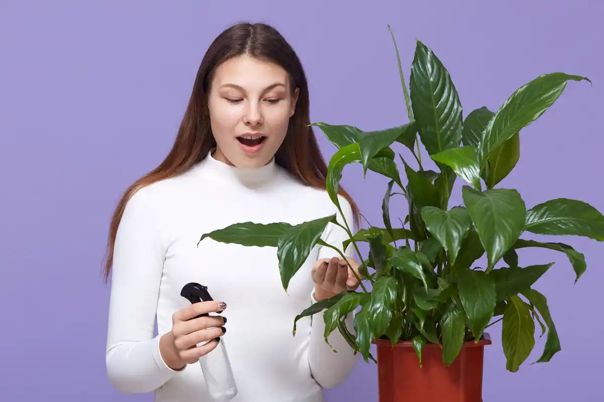 houseplant care common mistakes