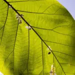 plant leaves spots and holes pest damage