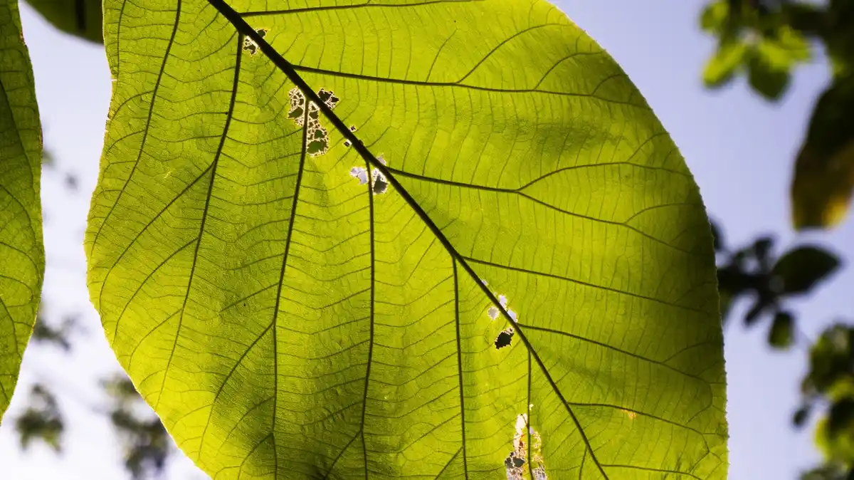 plant leaves spots and holes pest damage