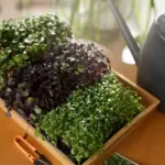 balkon garden urban balcony plants herbs vegetables