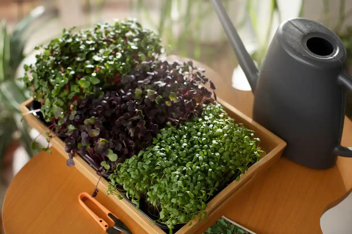 balkon garden urban balcony plants herbs vegetables