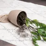 potted plant drainage hole gardening