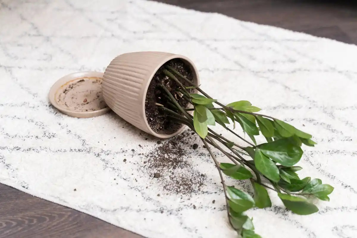 potted plant drainage hole gardening