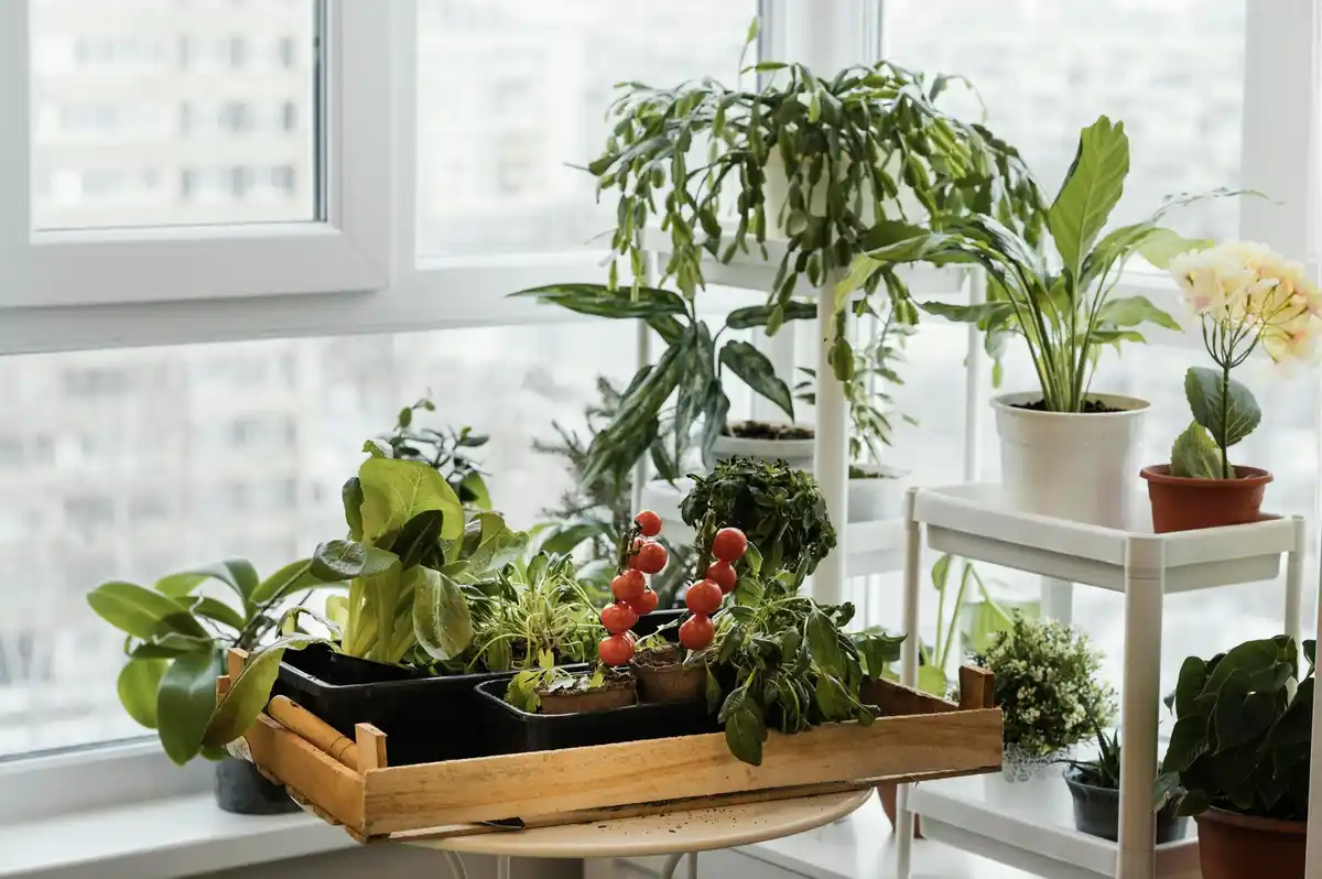 container garden plants balcony small space