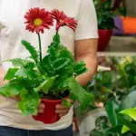 herbs growing in pots small balcony urban gardening