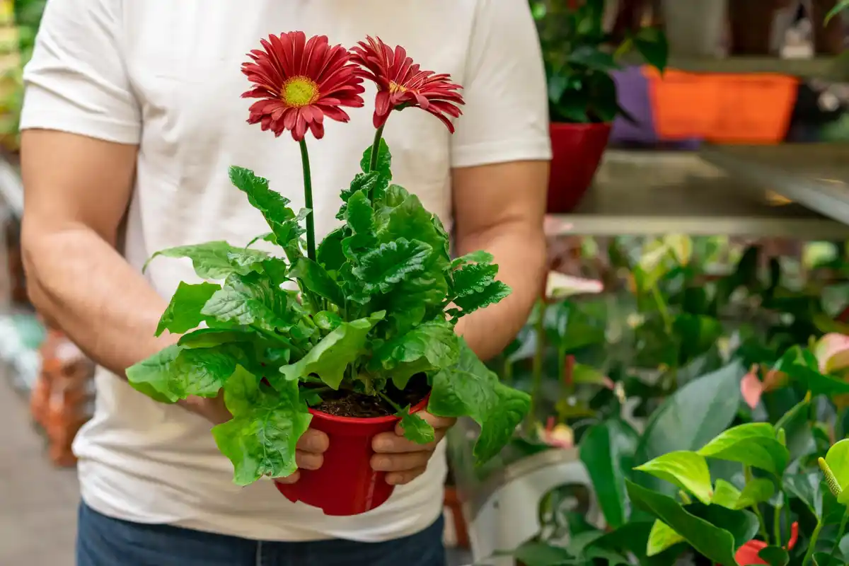 herbs growing in pots small balcony urban gardening