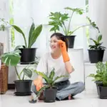indoor potted plants growing problems