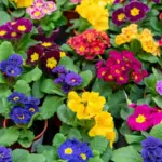colorful decorative flower garden easy planting