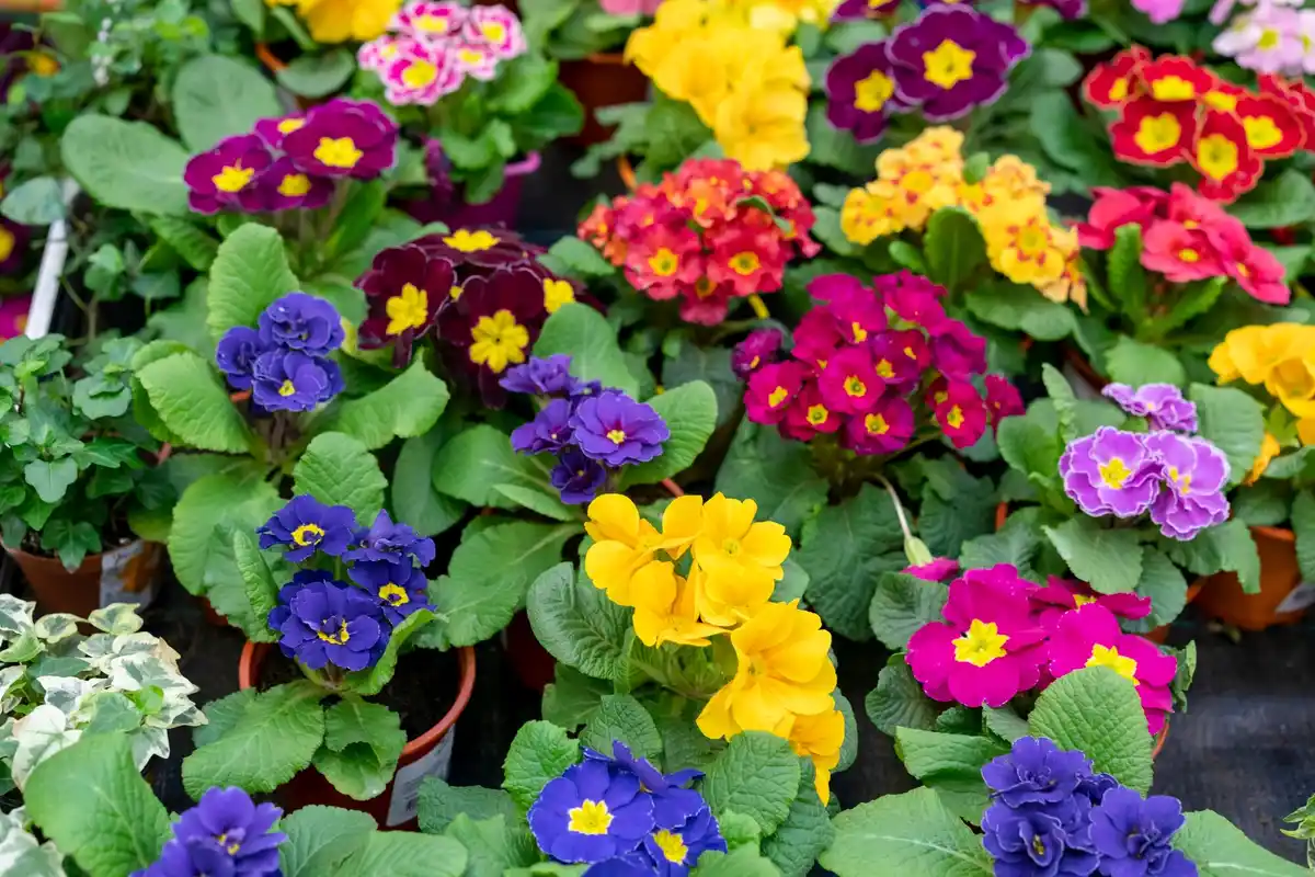 colorful decorative flower garden easy planting
