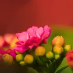 flower garden vibrant colorful plants