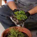 easy beginner garden plants