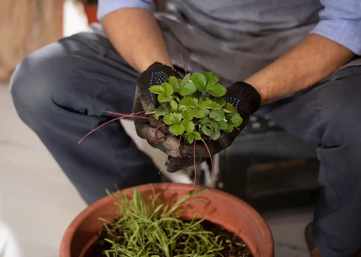 easy beginner garden plants
