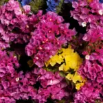 colorful flower garden combinations