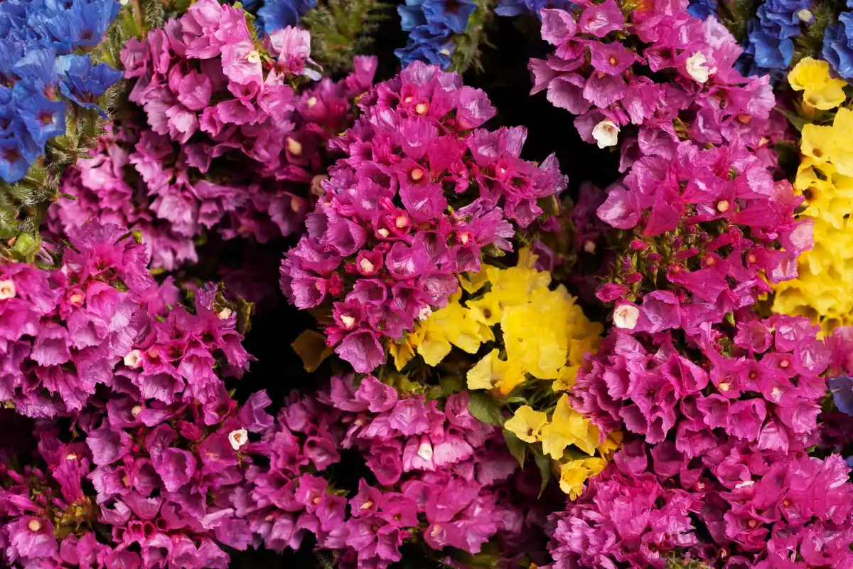 colorful flower garden combinations