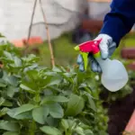 organic pest control garden plants natural methods