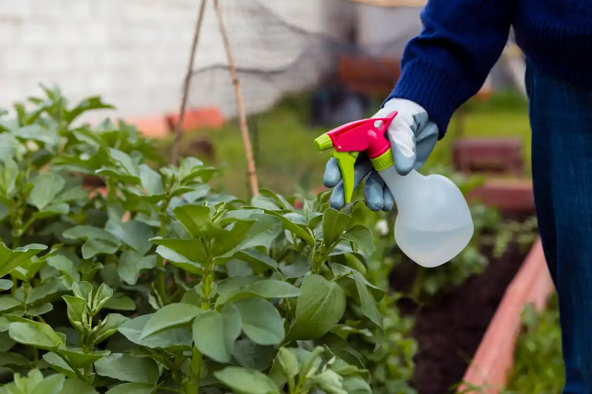 organic pest control garden plants natural methods
