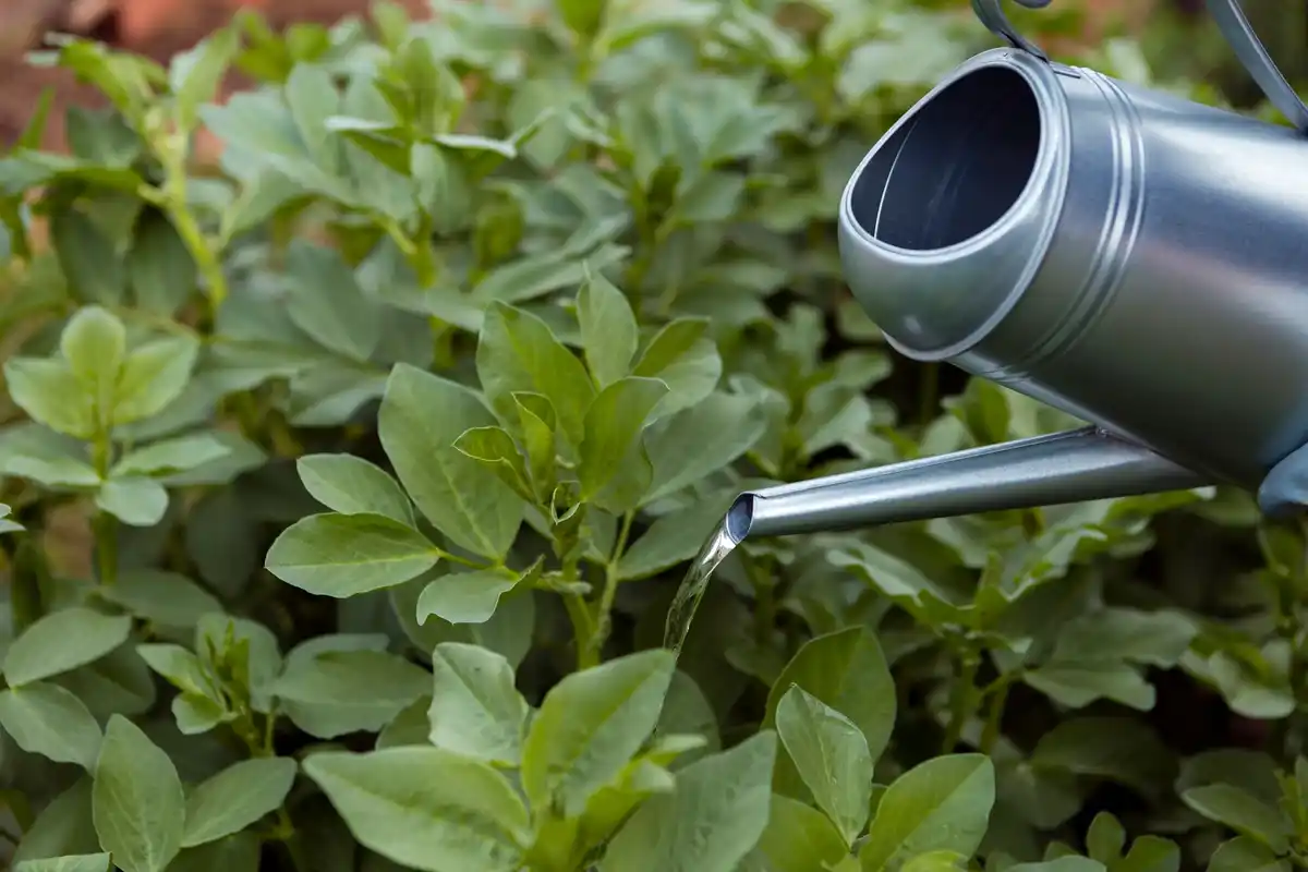 garden drip irrigation system watering plants