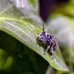 garden pests damage plants