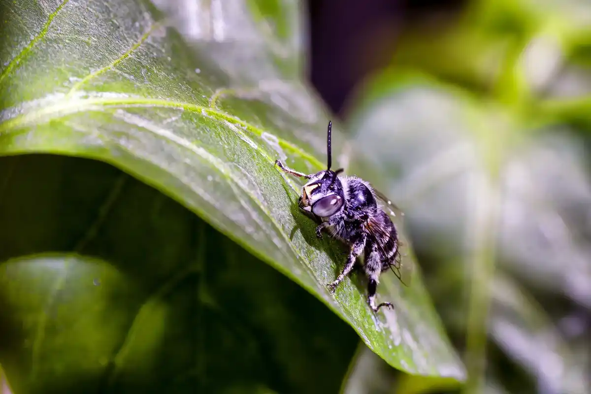 garden pests damage plants