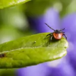 garden pests czech republic