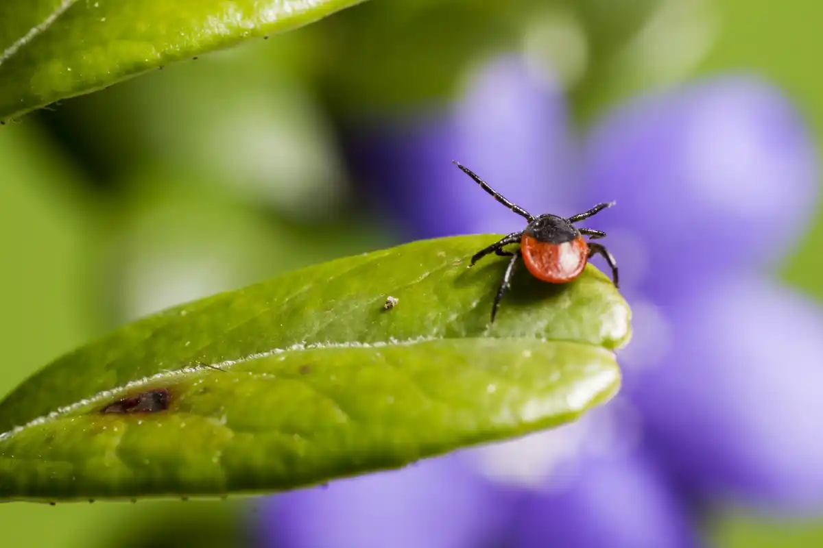 garden pests czech republic