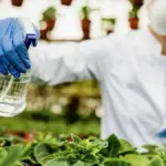 organic gardening healthy plants natural pest control