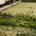low maintenance garden drought resistant plants