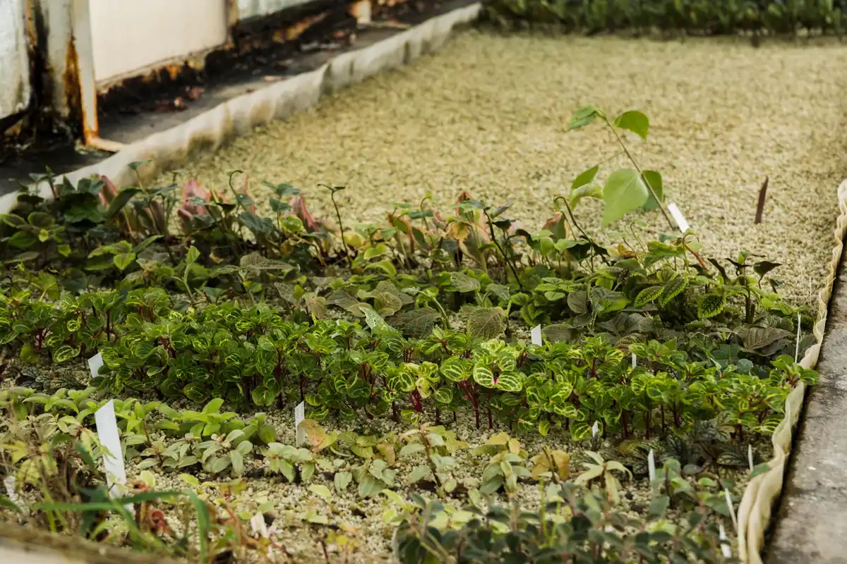 low maintenance garden drought resistant plants