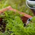 automatic garden irrigation system