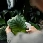 healthy garden plants disease prevention