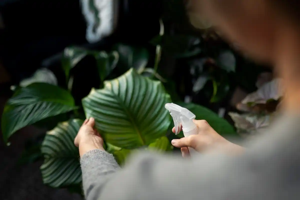 healthy garden plants disease prevention