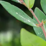 plant disease symptoms close-up
