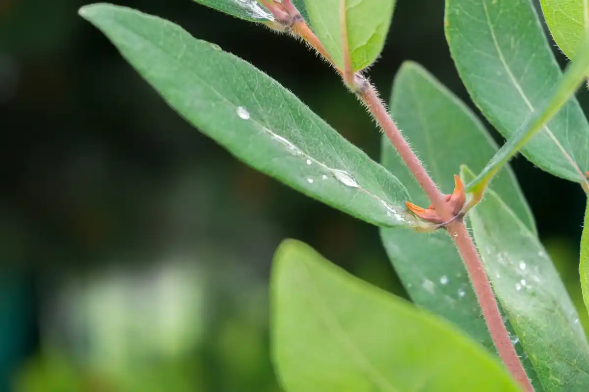 plant disease symptoms close-up