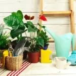 small urban garden balcony plants