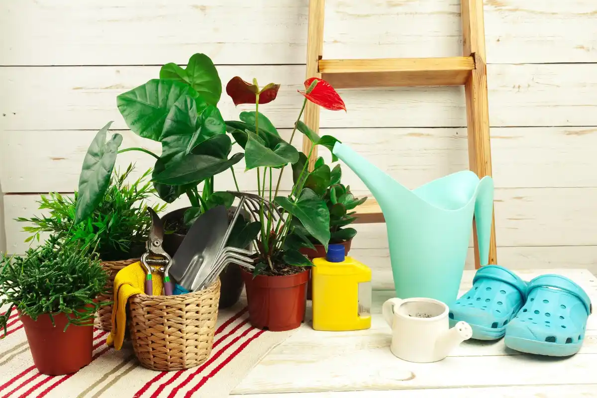 small urban garden balcony plants