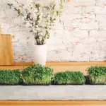 herbs and vegetables in pots balcony gardening