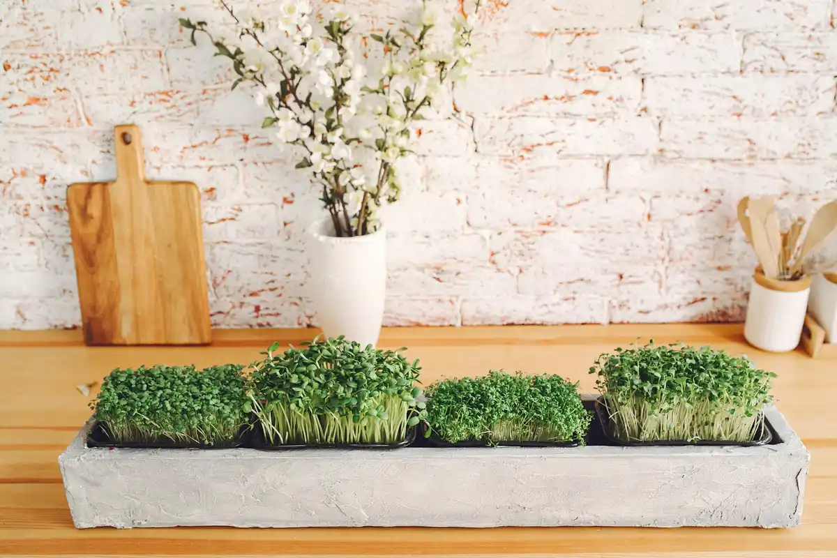 herbs and vegetables in pots balcony gardening