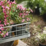 container garden small balcony plants